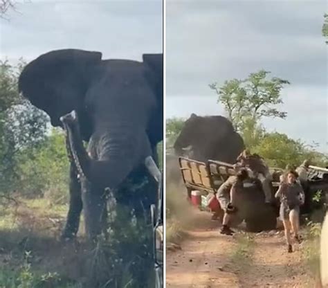 南非一大象掀翻车辆