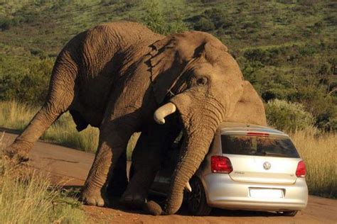 南非大象突然冲向卡车顶