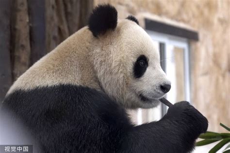 卡塔尔大熊猫初露面