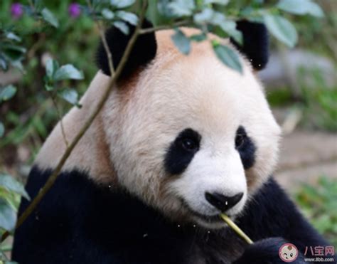 卡塔尔大熊猫听到四川话