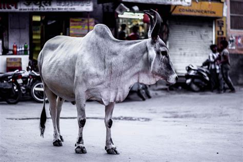 印度一年出口牛肉多少