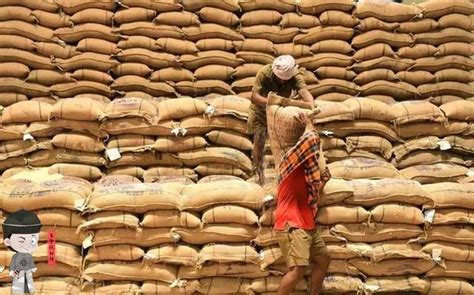 印度大米出口禁令最新消息