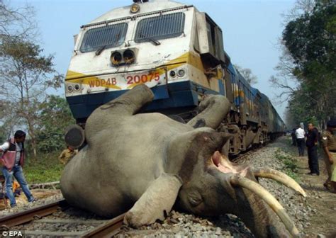 印度大象被火车撞死的视频