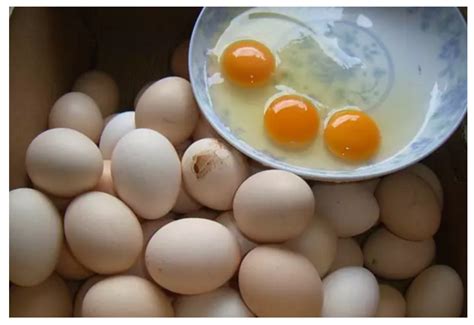卵和蛋的区别