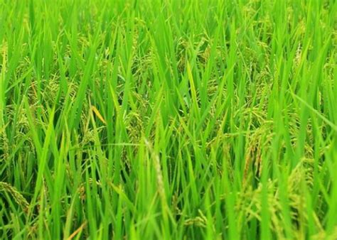 历史上最早种植水稻的国家是哪里