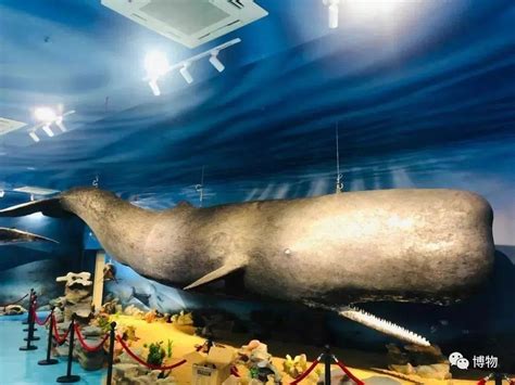 厦门海底世界抹香鲸