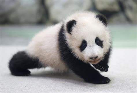 发现野生熊猫幼崽