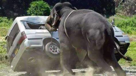 发疯的大象把车给掀翻