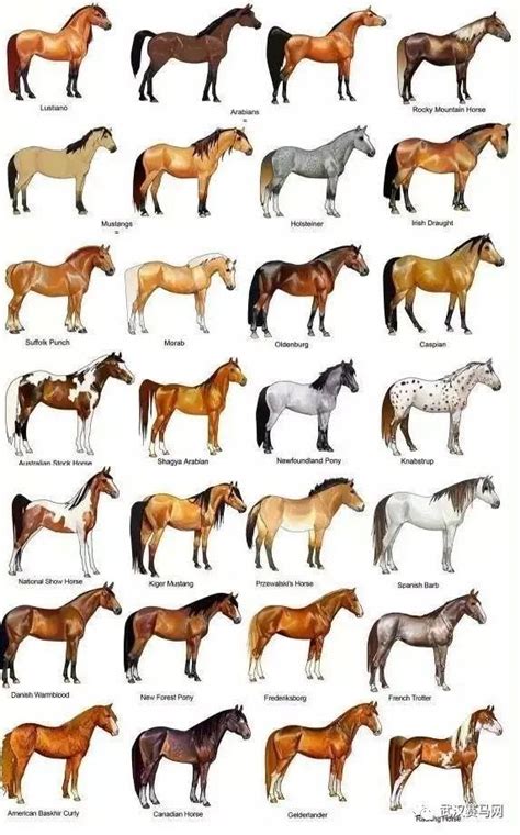 古代马的分类和名字