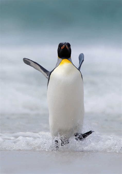 可爱企鹅照片