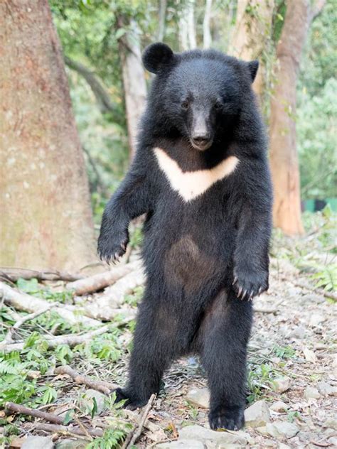 台湾黑熊攀爬