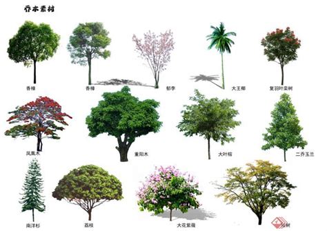 各种树的名字
