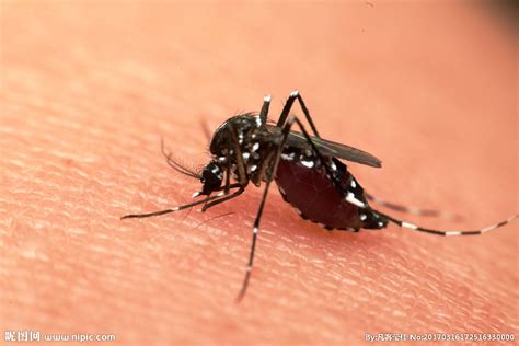 吸血蚊子进化记