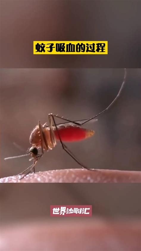 吸血蚊成长记小说