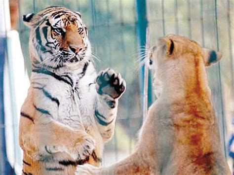 周公解梦全解梦到老虎和狮子