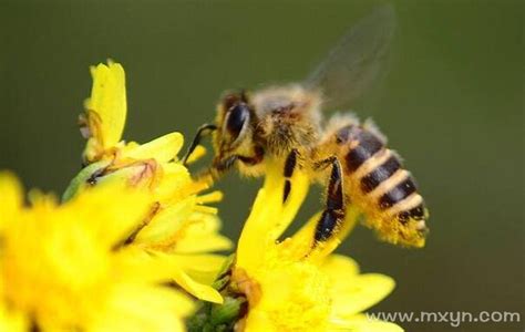 周公解梦成群的蜜蜂