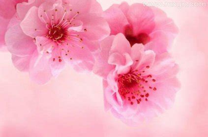周公解梦梦见开粉色的花