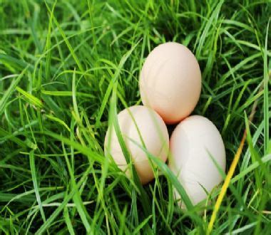周公解梦梦见捡鸡蛋和鹅蛋