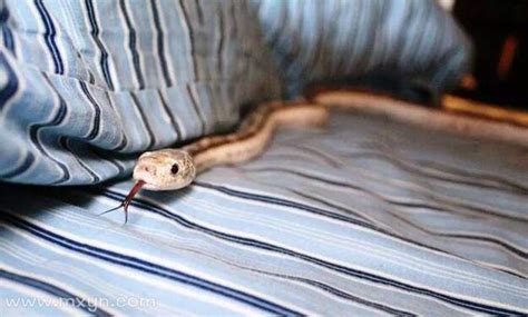 周公解梦梦见自己家里有蛇