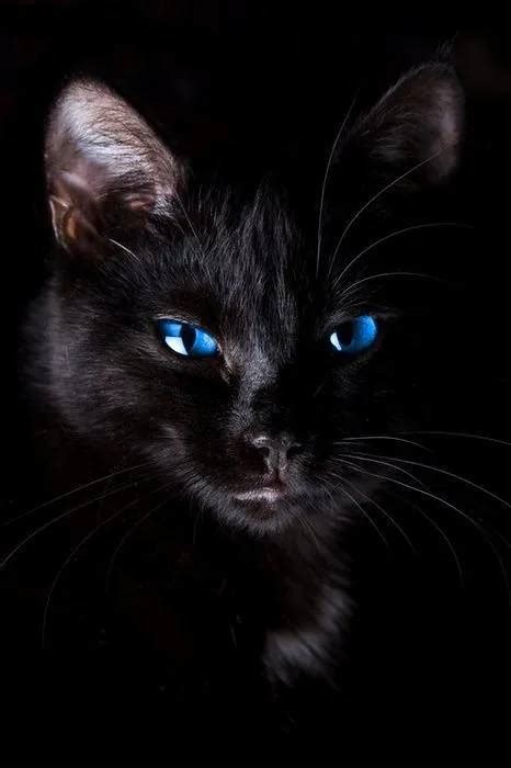 周公解梦梦见黑猫对自己很友好
