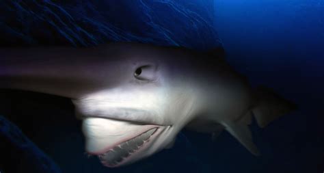 哥布林鲨真实照片