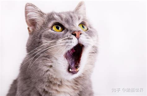 哪种动物的叫声和猫咪最相似