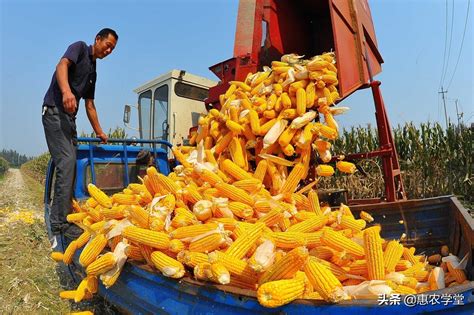 商丘现在玉米是多少钱一斤