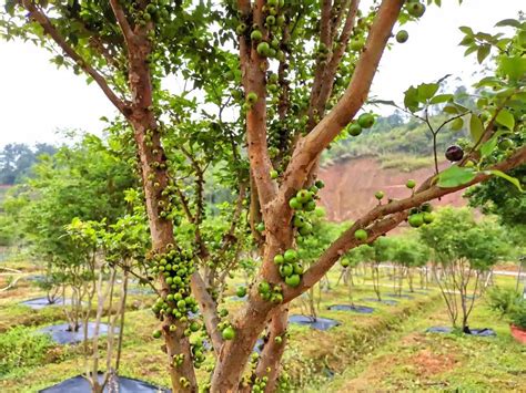 嘉宝果树种植方法和技术