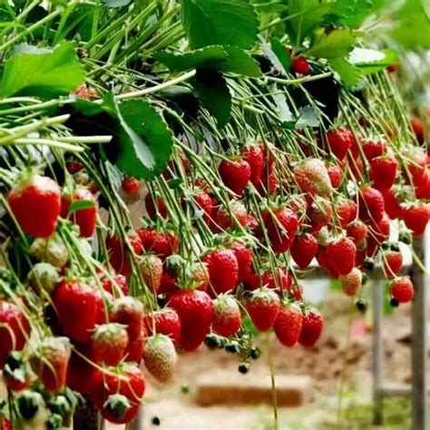 四季草莓种子种植方法