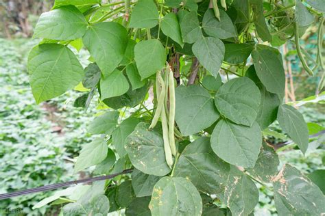 四季豆种植时间和方法介绍