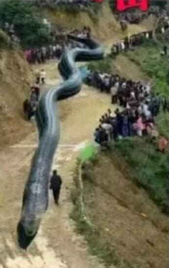 四川出现120米巨蛇是真的吗