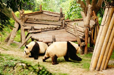 四川大熊猫基地在哪里