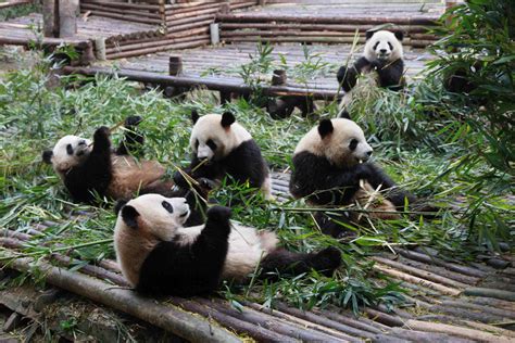 四川大熊猫基地有多少只大熊猫