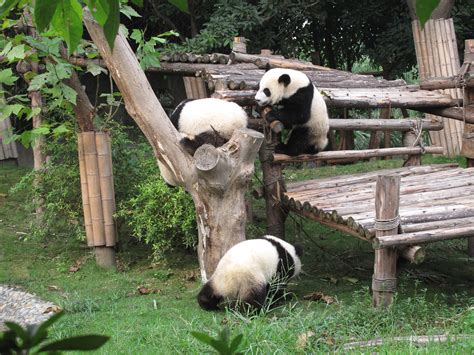 四川的大熊猫基地有几个