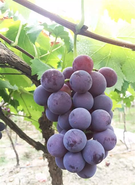 四川适合种什么葡萄品种