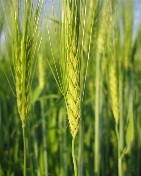 国内种大麦的地区