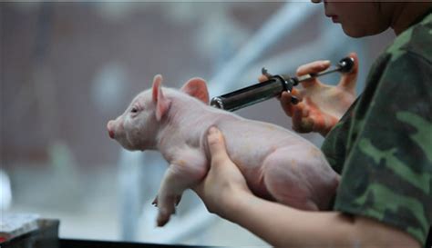国务院关于猪价的规定