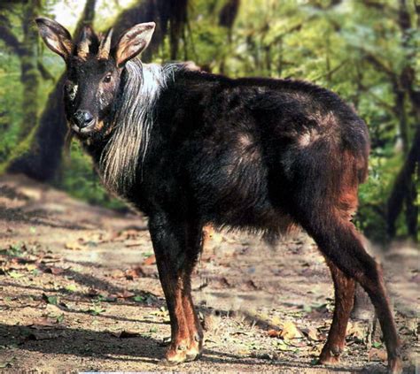 国宝动物中华鬣羚