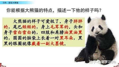 国宝大熊猫优秀作文