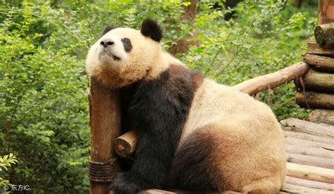 国宝大熊猫在国外的待遇