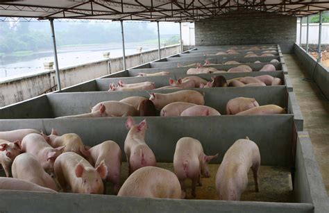 国家发改委如何评价4月份的猪价