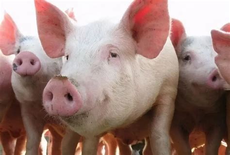 国家发改委预测猪价