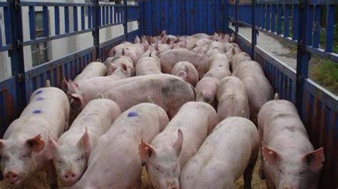 国家发改委预计短期猪价