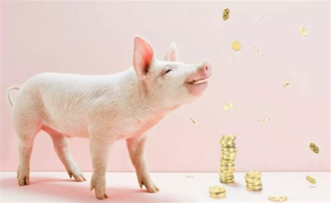 国庆节前猪价能涨吗