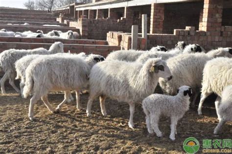 圈养100只羊一年的利润