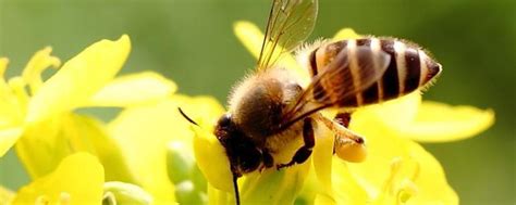 土养蜜蜂自然分蜂