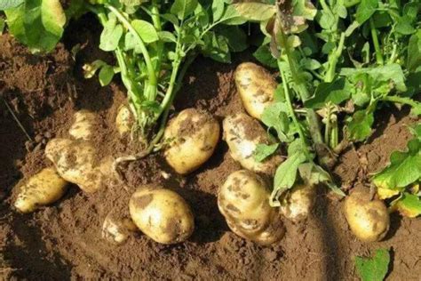 土豆种植方法及图片