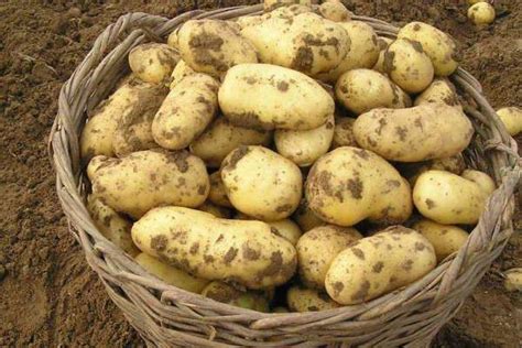 土豆种植的步骤和方法