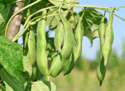 地芸豆种植时间和种植方法