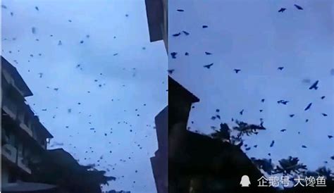 城市大量出现蝙蝠是什么原因
